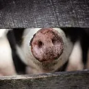 Очаг африканской чумы свиней выявили под Липецком