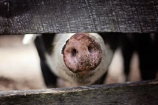 Очаг африканской чумы свиней выявили под Липецком