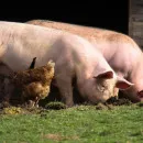 Липецкие фермеры получат выплаты за зараженных чумой свиней