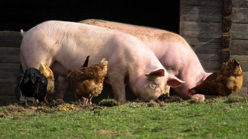 Липецкие фермеры получат выплаты за зараженных чумой свиней