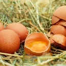 Липецкие птицеводы по итогам года планируют получить рекордное количество яиц ﻿