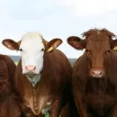В Липецкую область поступила первая партия крупного рогатого скота из Германии и Нидерландов