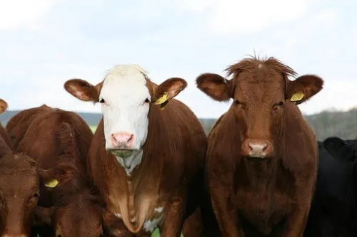В Липецкую область поступила первая партия крупного рогатого скота из Германии и Нидерландов