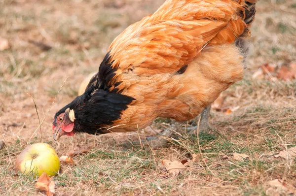 Производство мяса птицы и яиц в Липецкой области в несколько раз превышает потребности региона