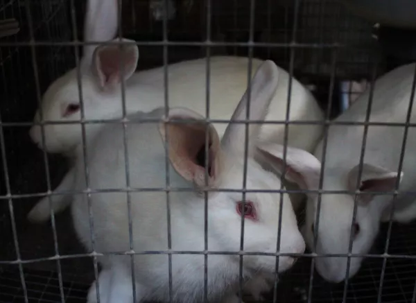 На кролиководческое предприятие Липецкой области завезено 900 кроликов из Франции