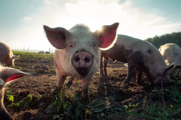 На основании данных ФГИС «Меркурий» Управлением Россельхознадзора снижен компартмент свиноводческому предприятию в Липецкой области