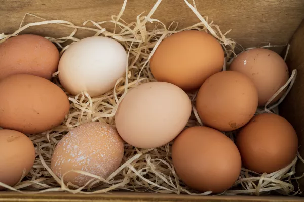 Липецкая область: лидер по производству пищевых яиц