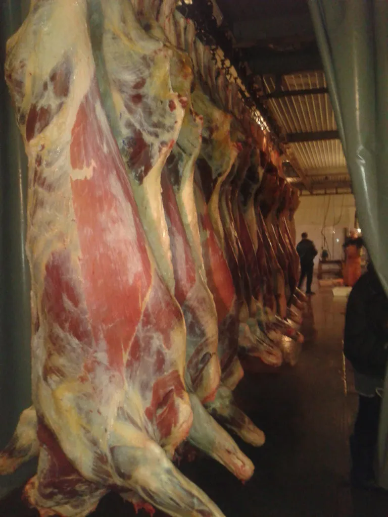 фотография продукта Продам говядину (коров,промка)