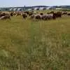овцы живым весом в Липецке и Липецкой области