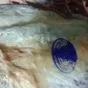 мясо быков в полутушах/четвертях охл/зам в Новосибирске 6