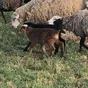 баранчики,овцематки,ягнята в Липецке и Липецкой области