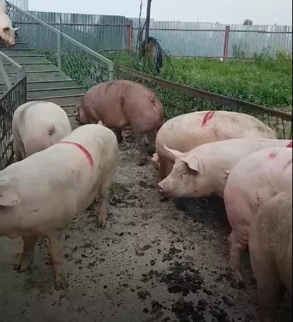 Фотография продукта Свиньи, поросята, свиноматки с комплекса